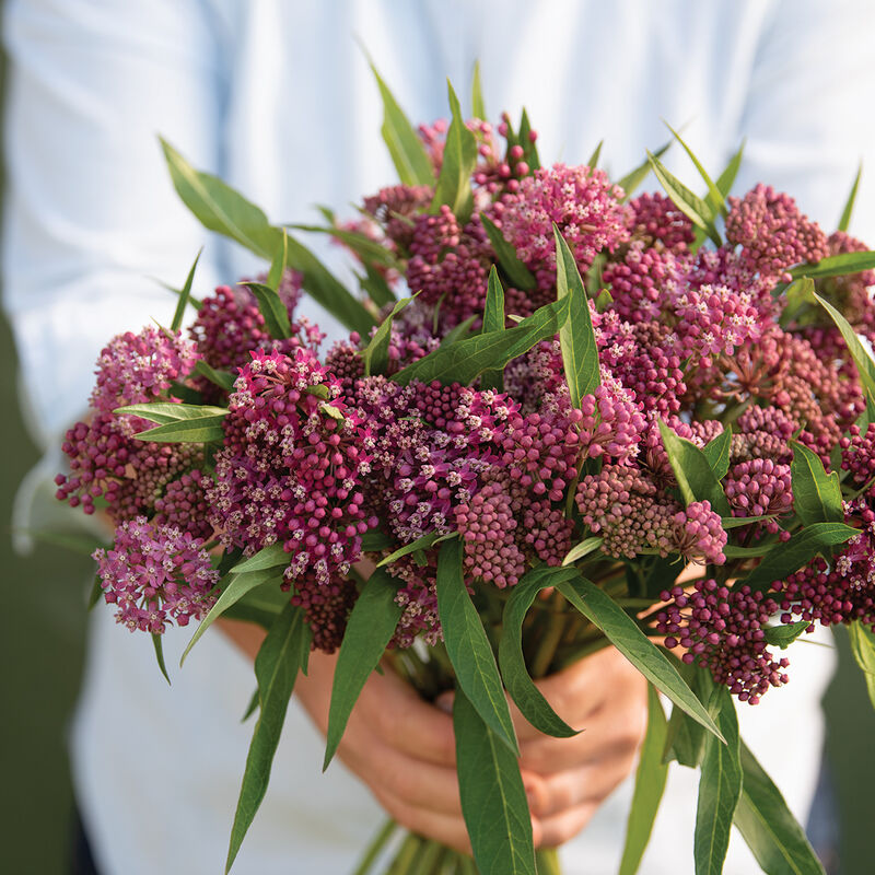 Asclepias - Swamp Milkweed