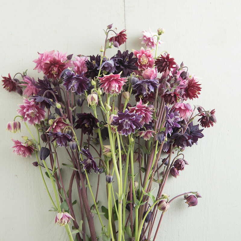 Aquilegia - Barlow Mix