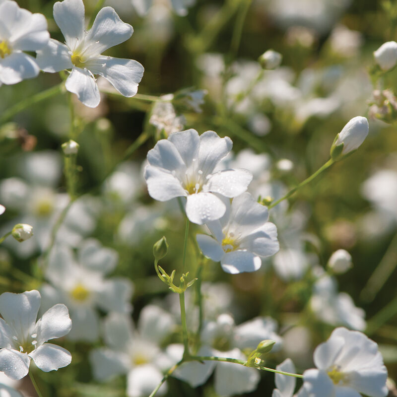 Gypsophila - Covent Garden