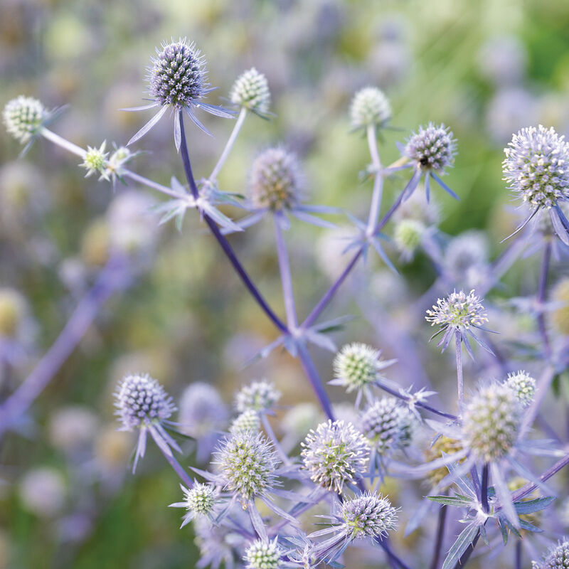 Eryngium - Blue Glitter