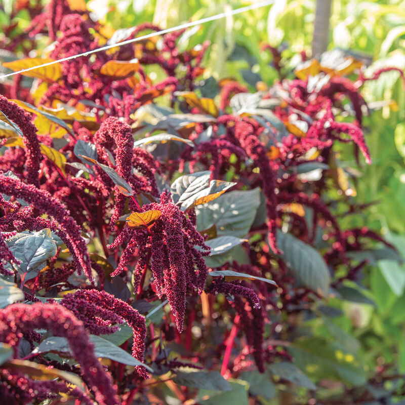 Amaranthus - Hopi Red Dye