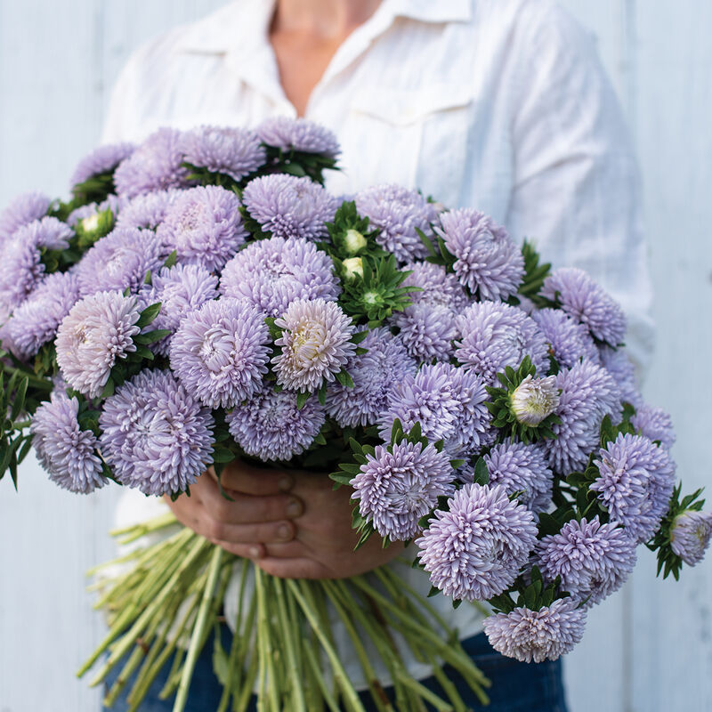 Aster - Lady Lavender