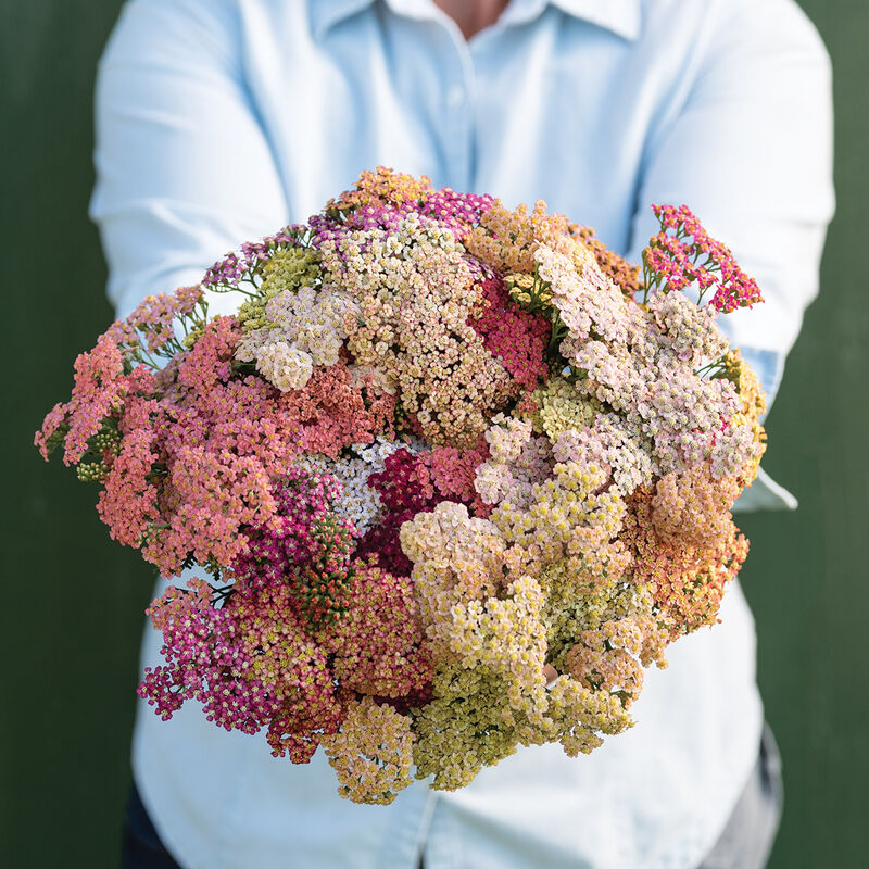Yarrow Summer Pastels