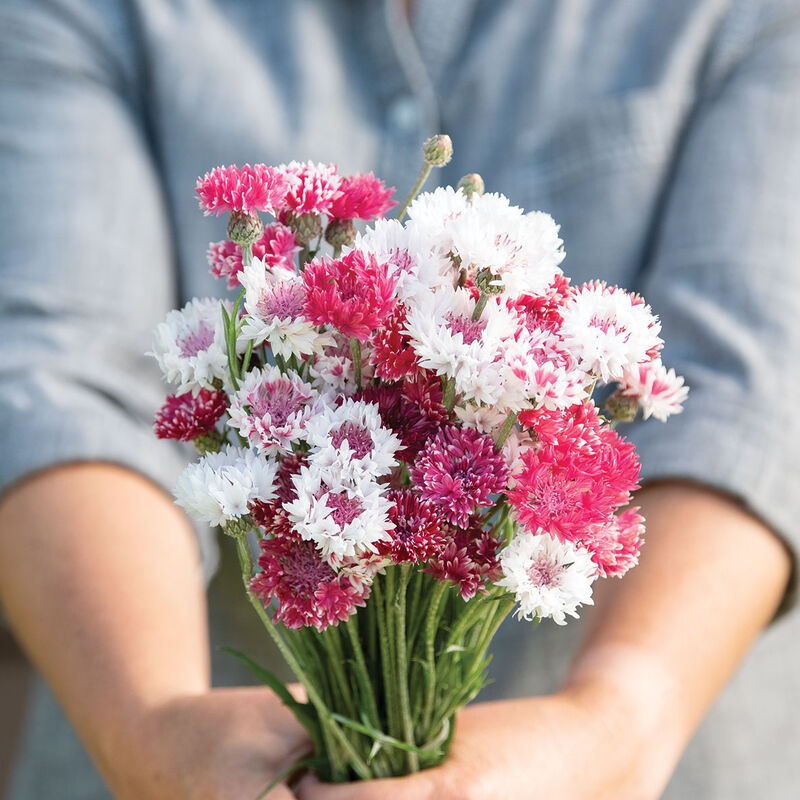 Cornflower - Classic Romantic