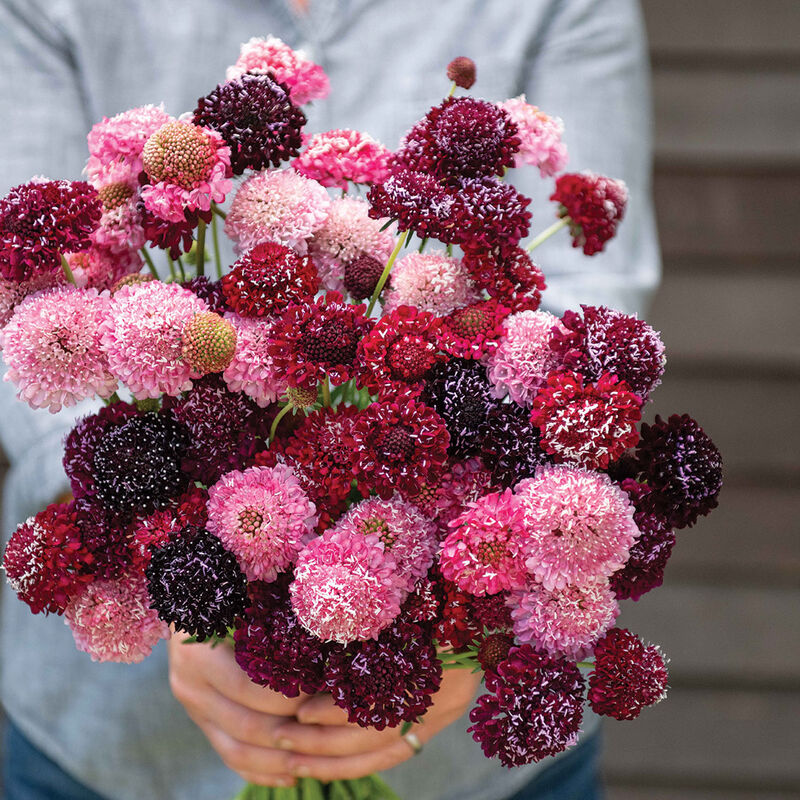 Scabiosa - Triple Berry Mix