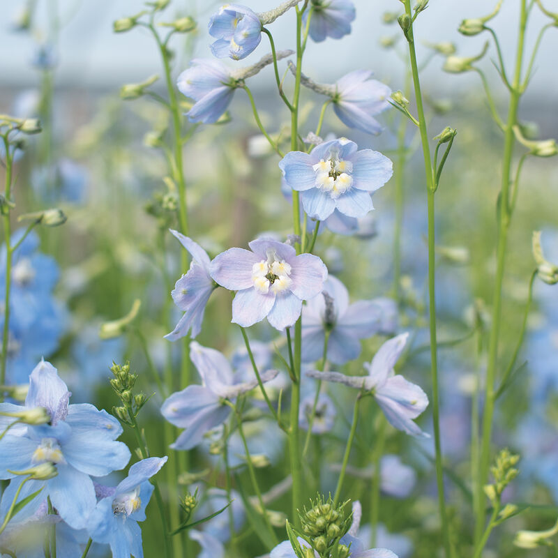 Delphinium - Cliveden Beauty