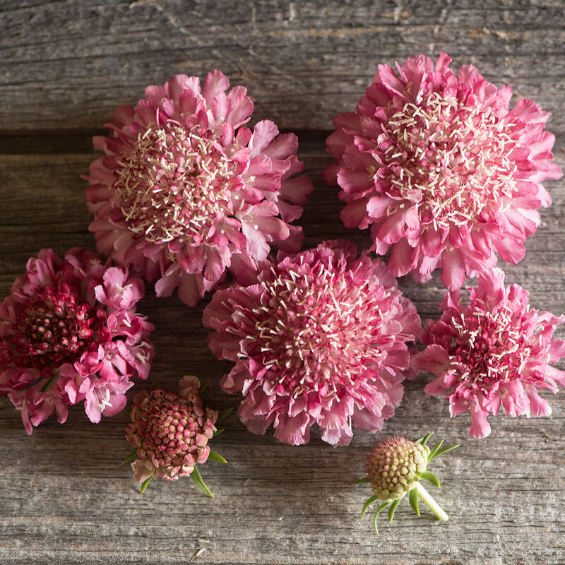 Scabiosa - Salmon Rose