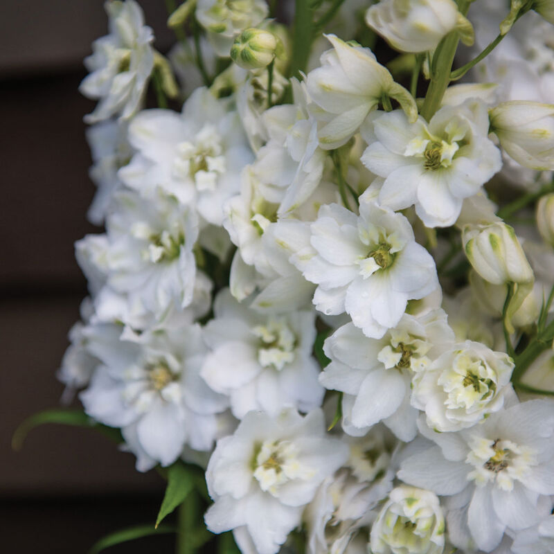 Delphinium - Magic Fountain Pure White
