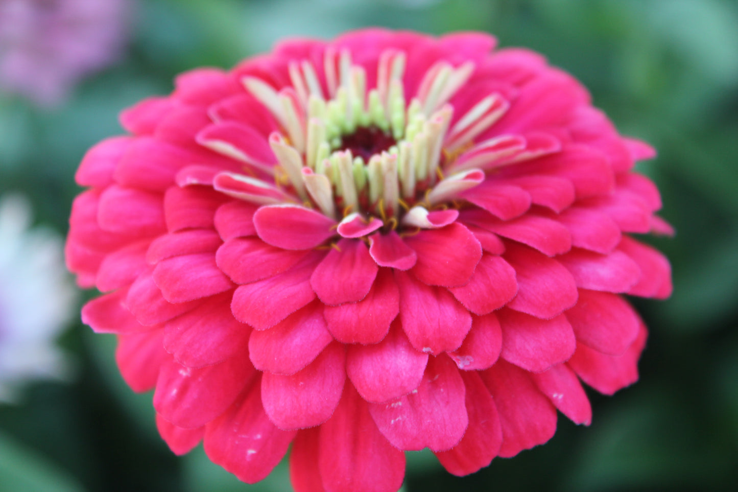 Zinnia - Benarys Giant Mix
