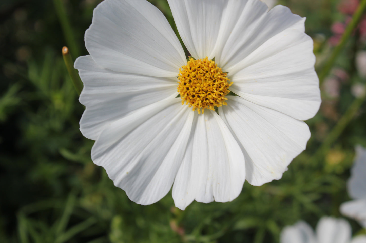 Cosmos - Afternoon White