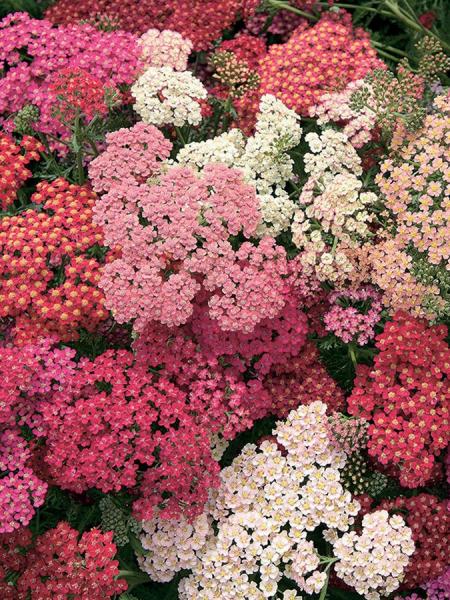 Yarrow Summer Berries