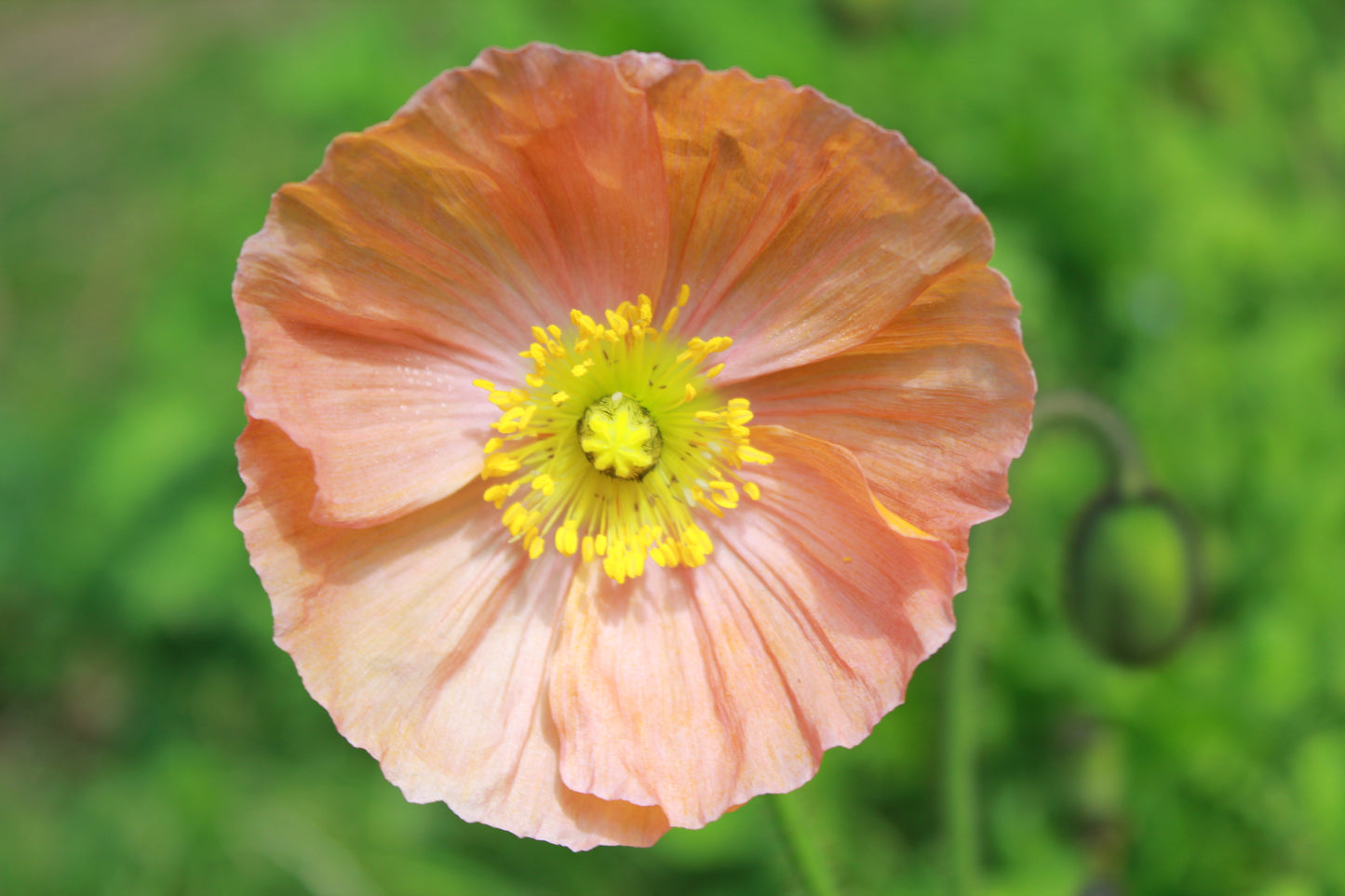 Poppy - Iceland Springsong