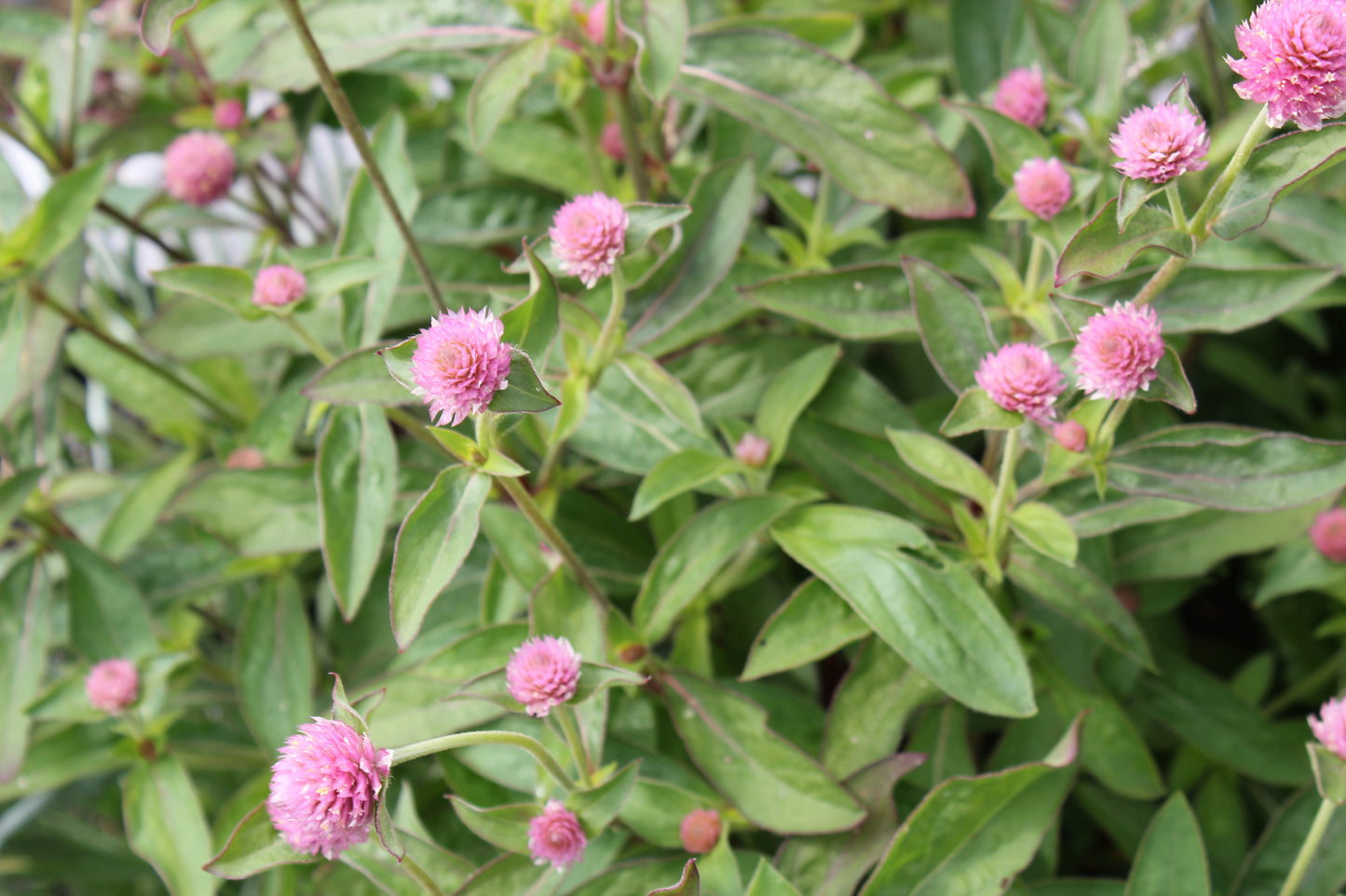 Gomphrena - Raspberry Cream