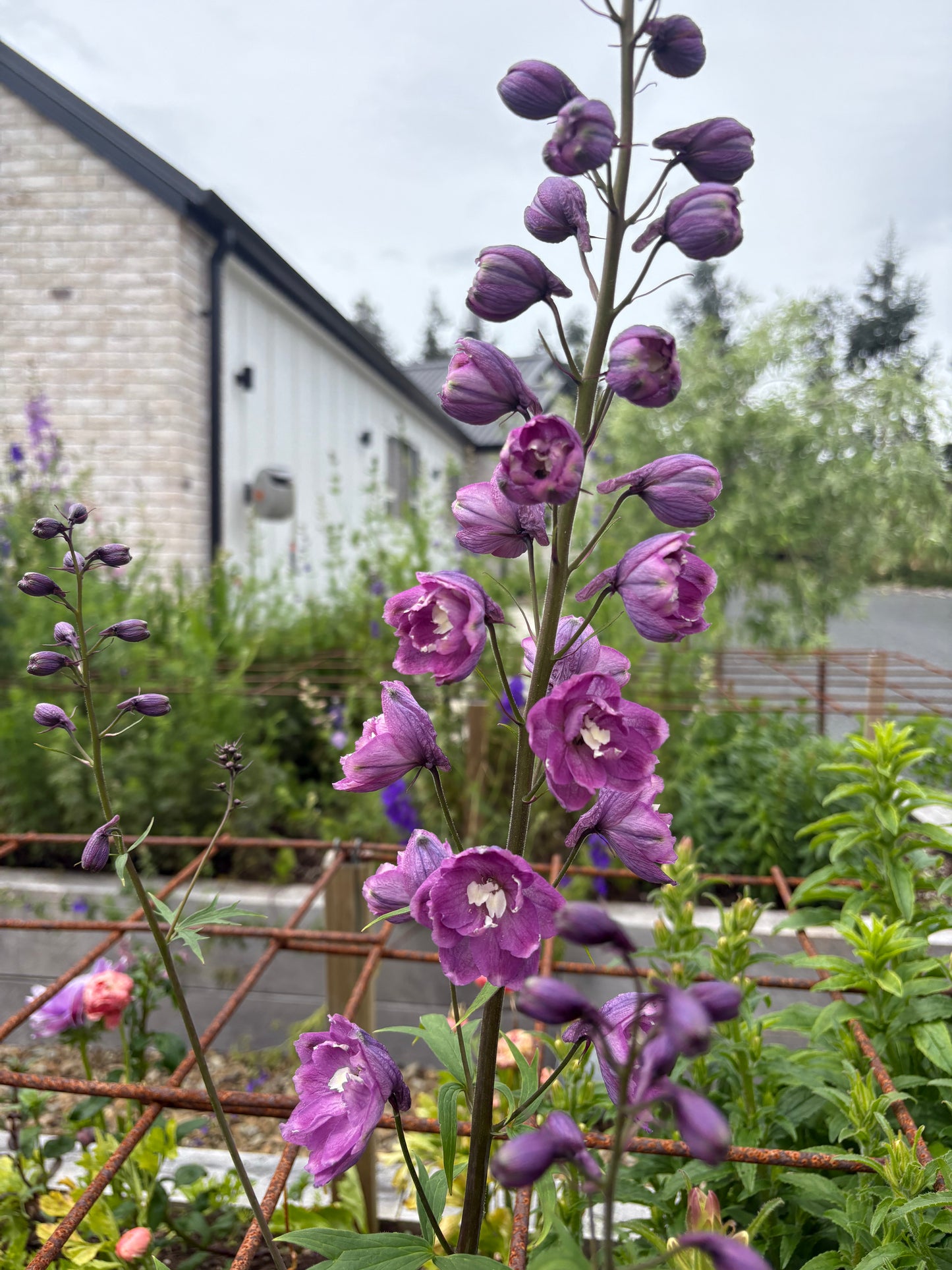 Delphinium - Lilac Pink White Bee