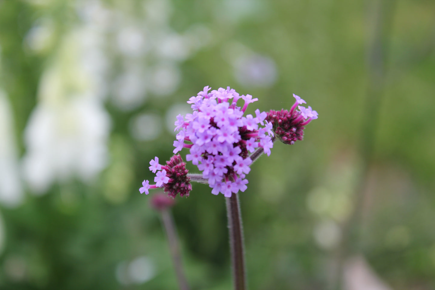Verbena Bonariensis