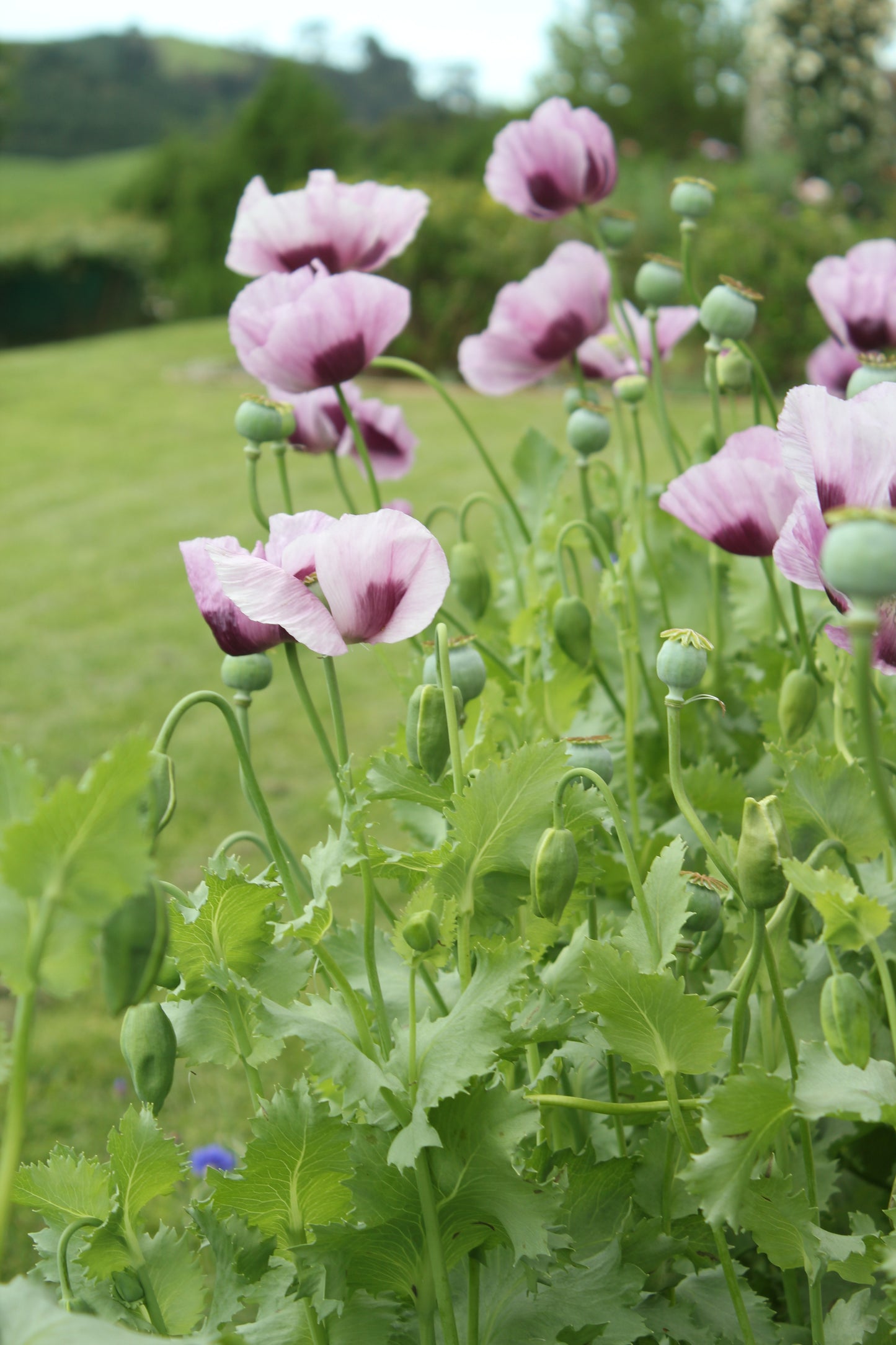 Poppy - Hungarian Breadseed Poppy