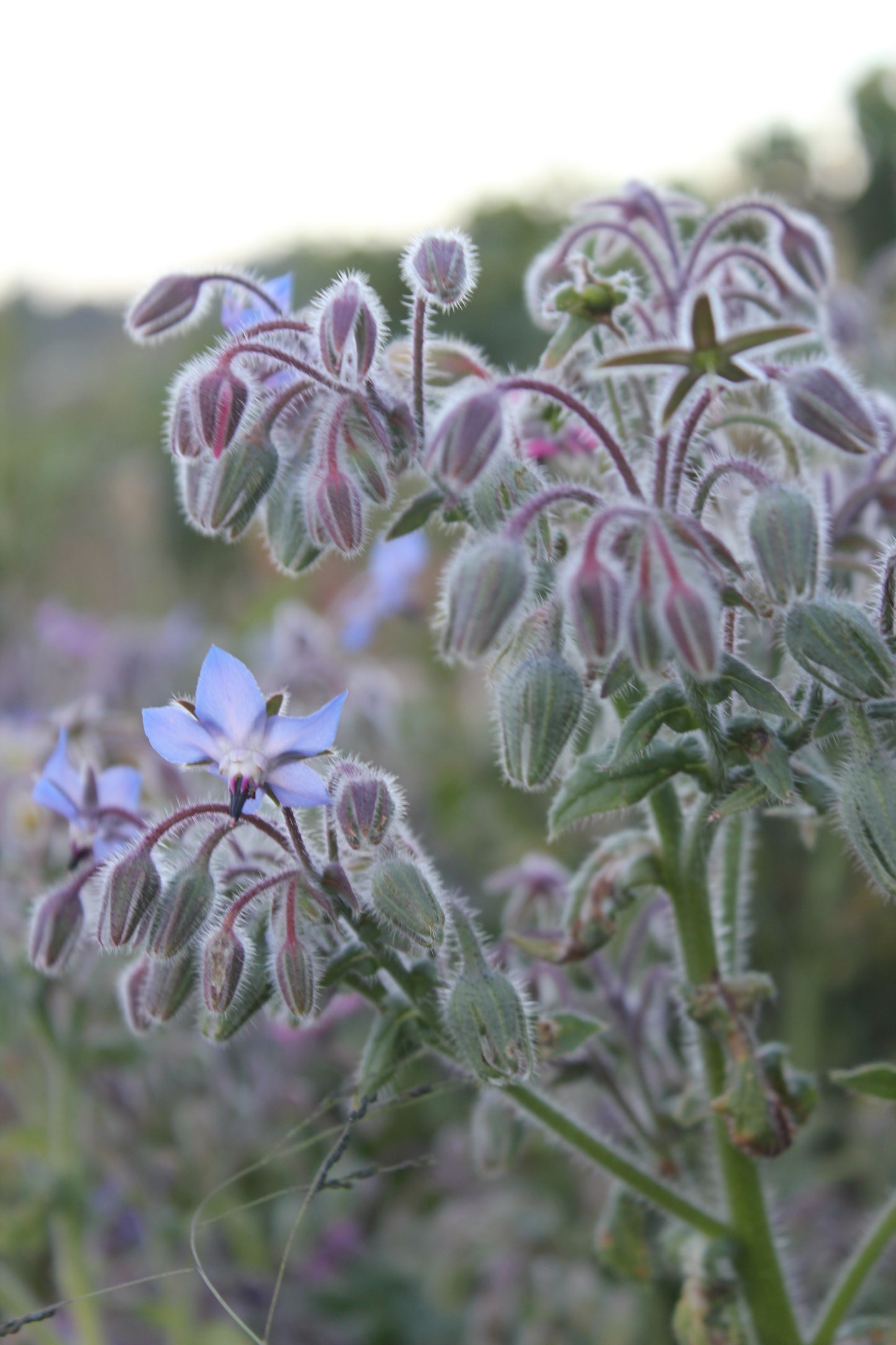Borage