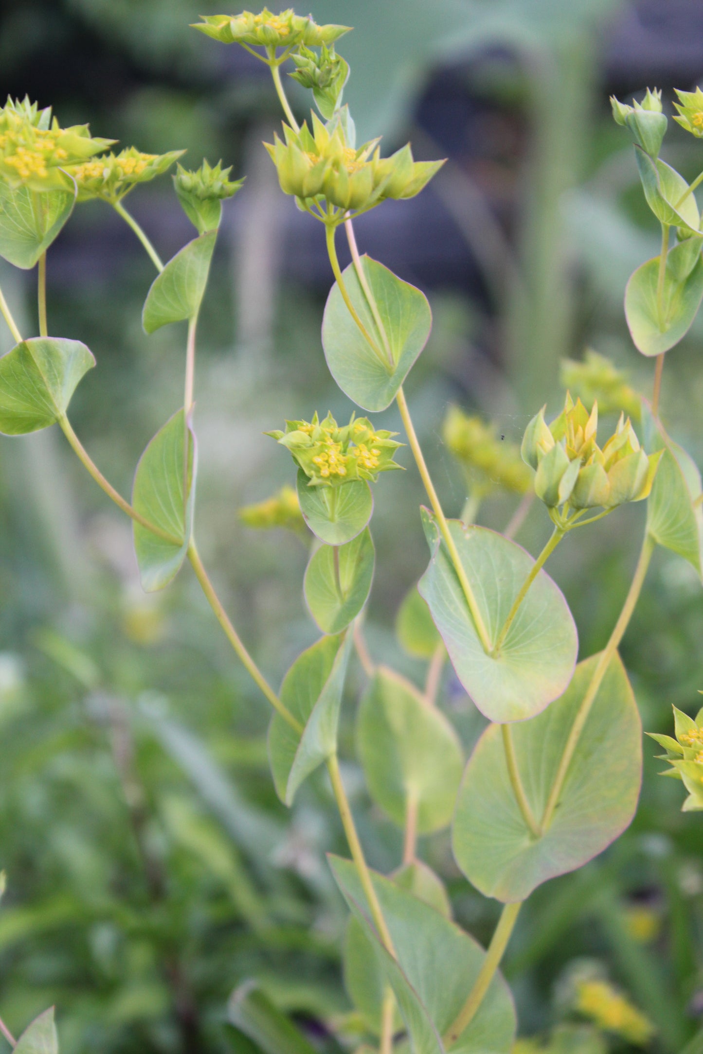 Bupleurum - Green Gold
