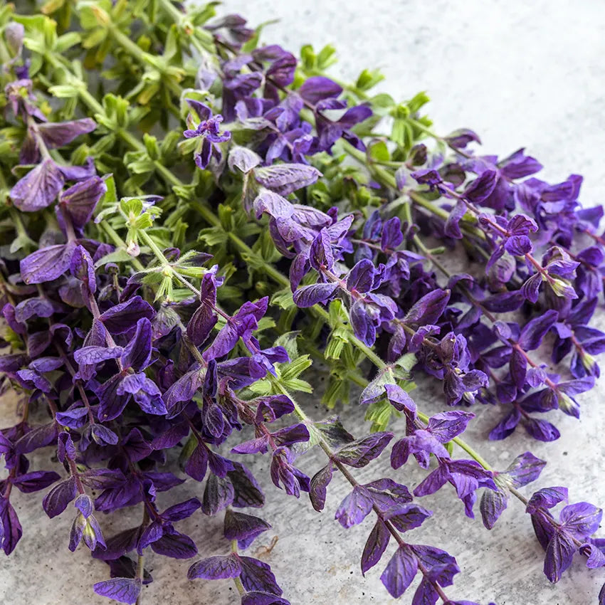 Salvia - Blue Monday