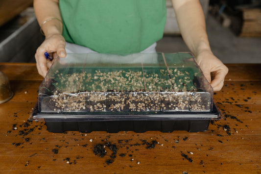 how to sow cut flower seeds