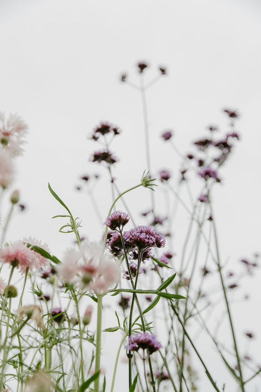 Looking Ahead to Spring: Olivia's Favourite Flower Picks from the Crawford Road Seed Selection