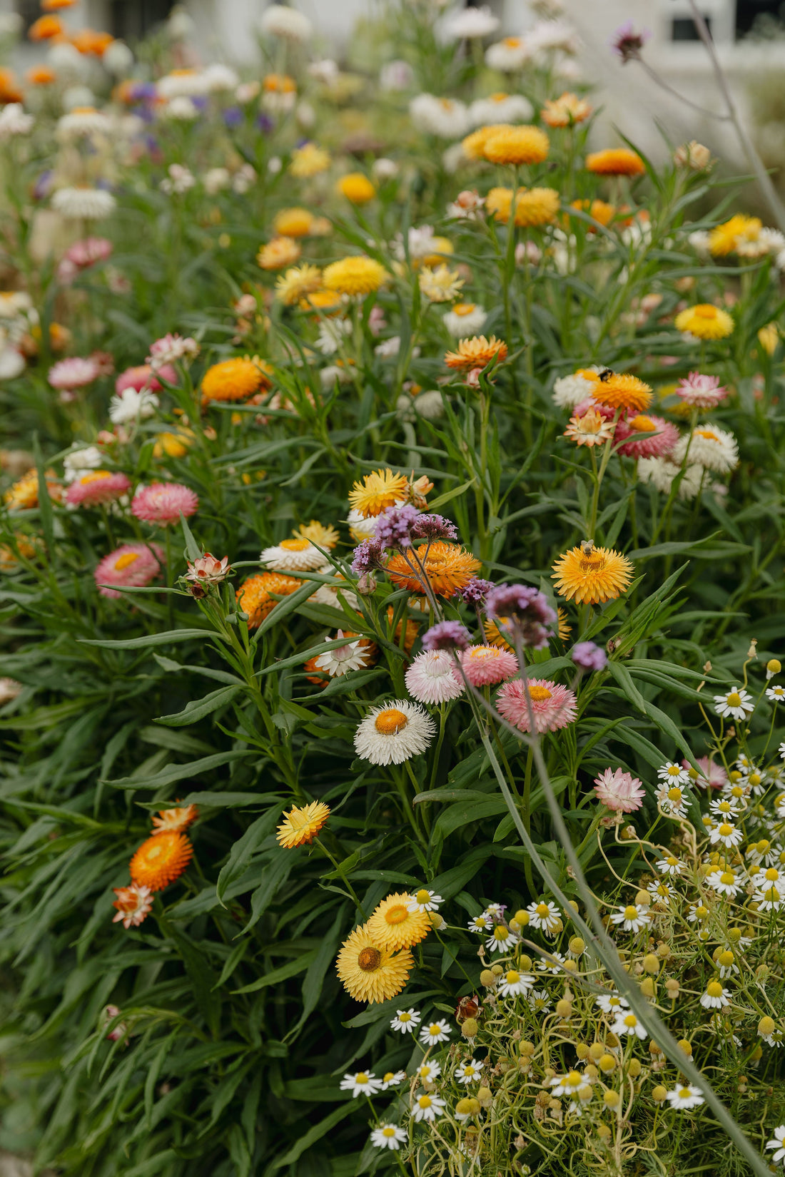 Six Flowers I’m Growing for a Summer Full of Flowers