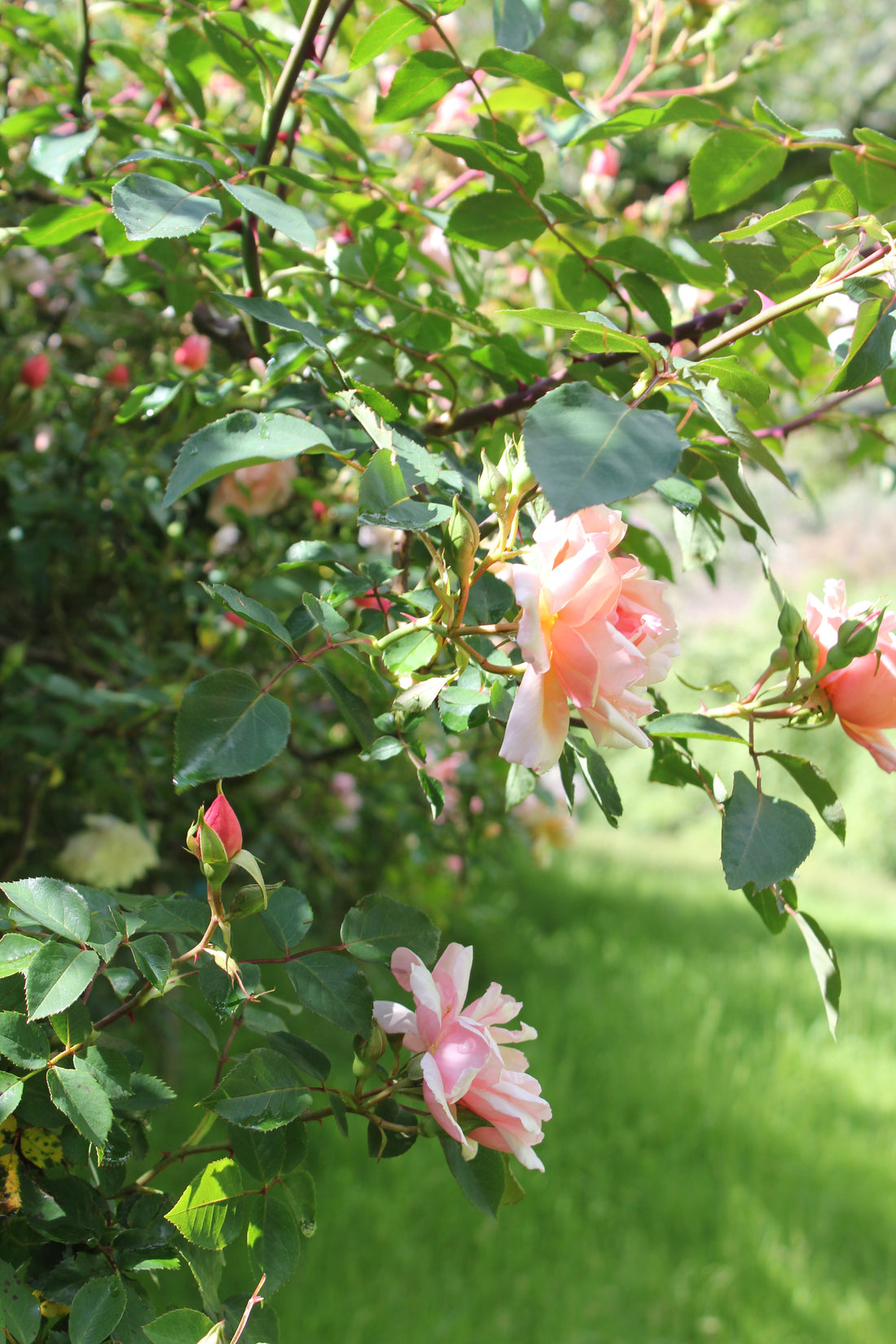 Deheading Your Roses