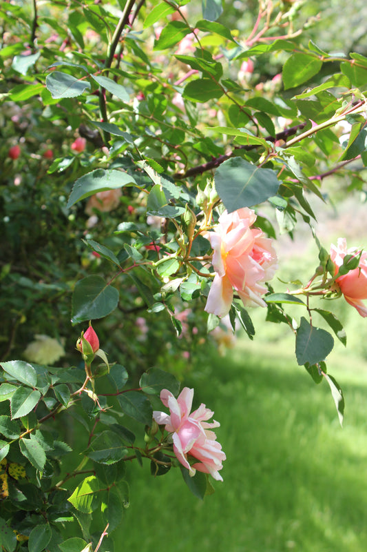 Deheading Your Roses