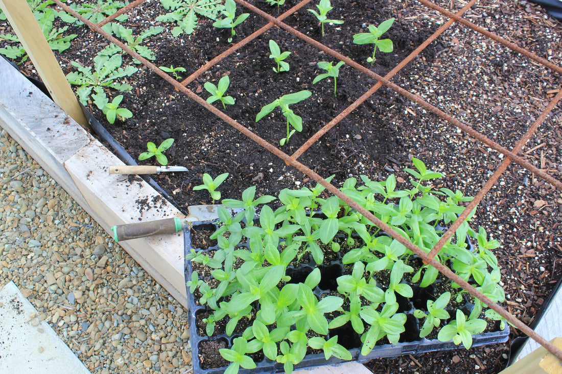cut flower seedlings