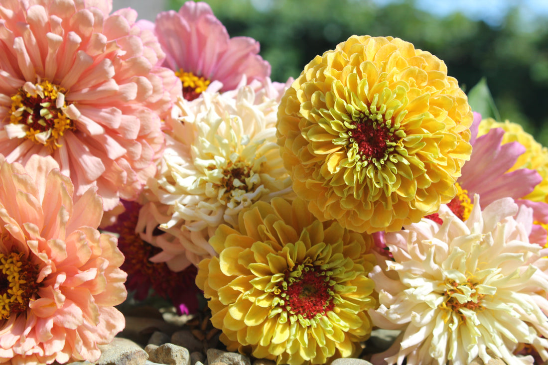 Zinnia's - An Extract From The Floral Dream