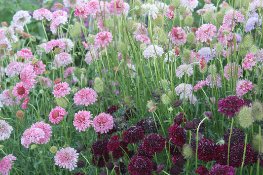 Filling the Gaps: Successive Sowing for a Long Blooming Season