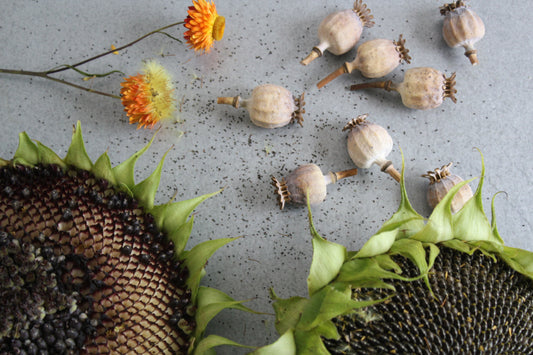 The Floral Dream Extract - Seed Saving