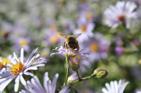 bee on flower