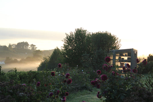 Why Frost Dates Matter More Than You Think