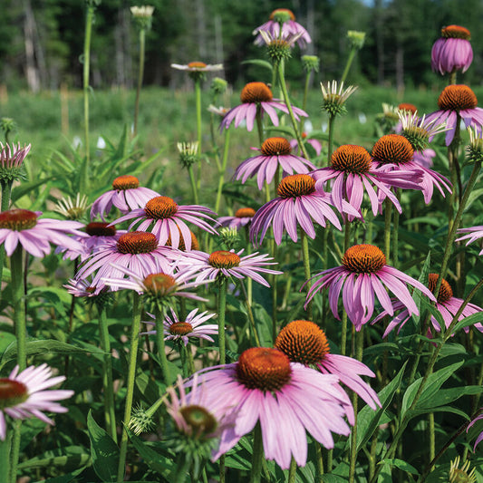 Echinacea - Purpurea