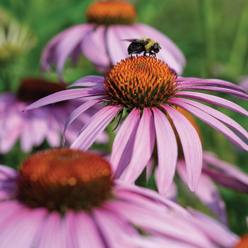 Echinacea - Purpurea