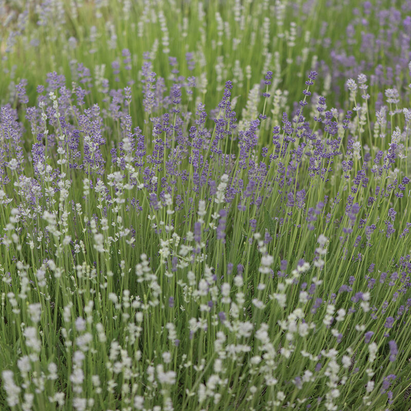 Lavender - Munstead