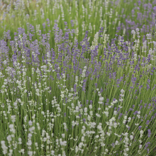 Lavender - Munstead