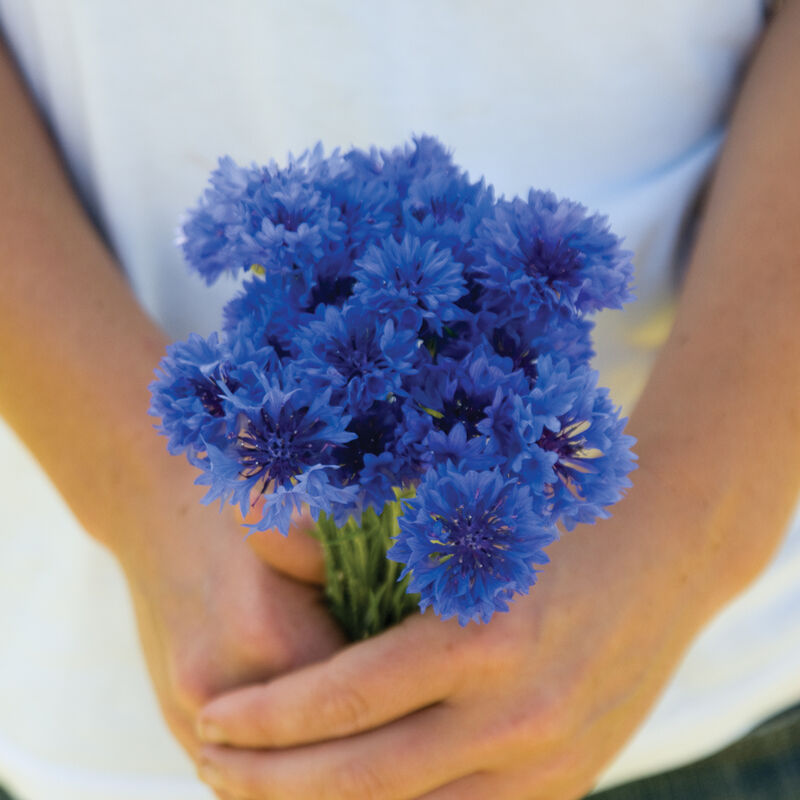 Cornflower - Florist Blue Boy