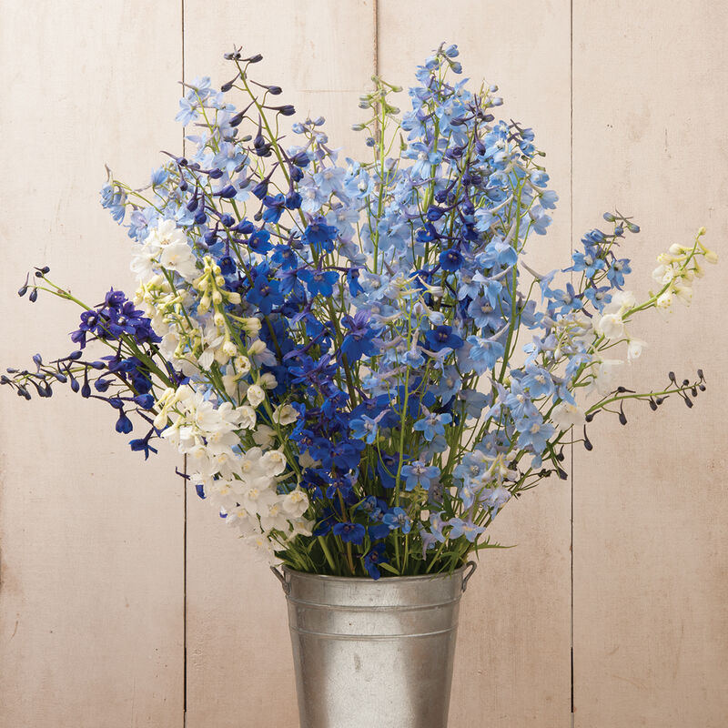 Delphinium - Belladonna Mix
