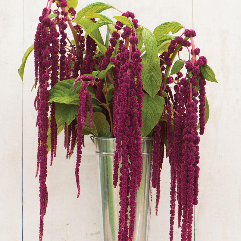 Amaranthus - Loves Lie Bleeding