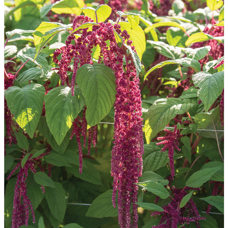 Amaranthus - Loves Lie Bleeding