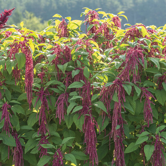 Amaranthus - Loves Lie Bleeding