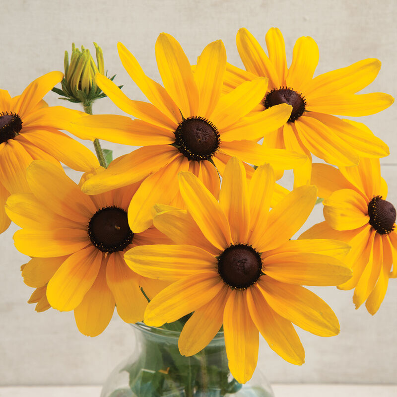 Rudbeckia - Indian Summer