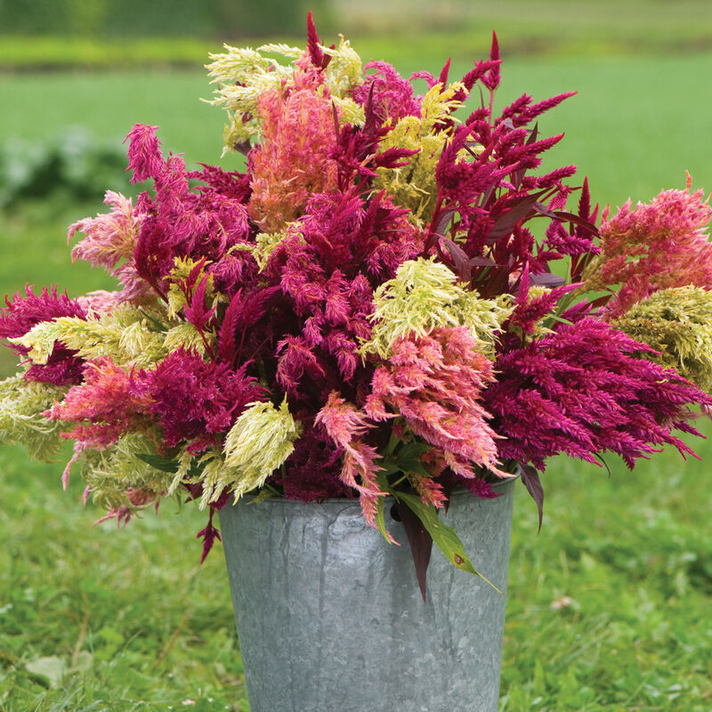 Celosia - Pampas Plume