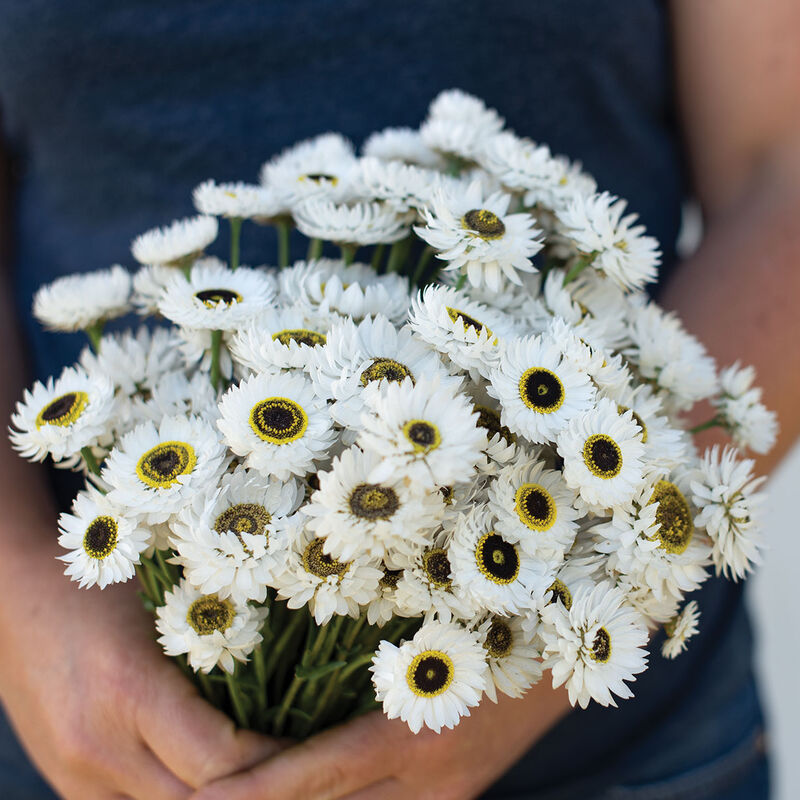 Helipterum - Pierrot White