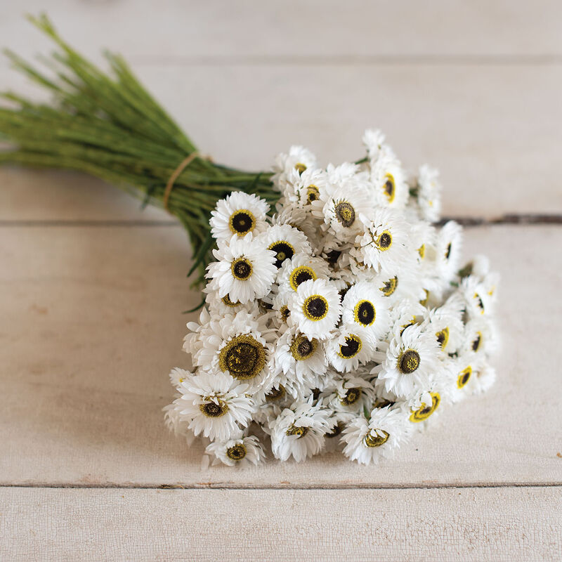 Helipterum - Pierrot White