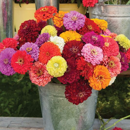 Zinnia - Benarys Giant Mix