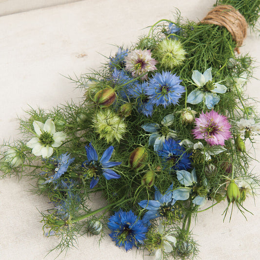 Nigella - Love-In-A-Mist