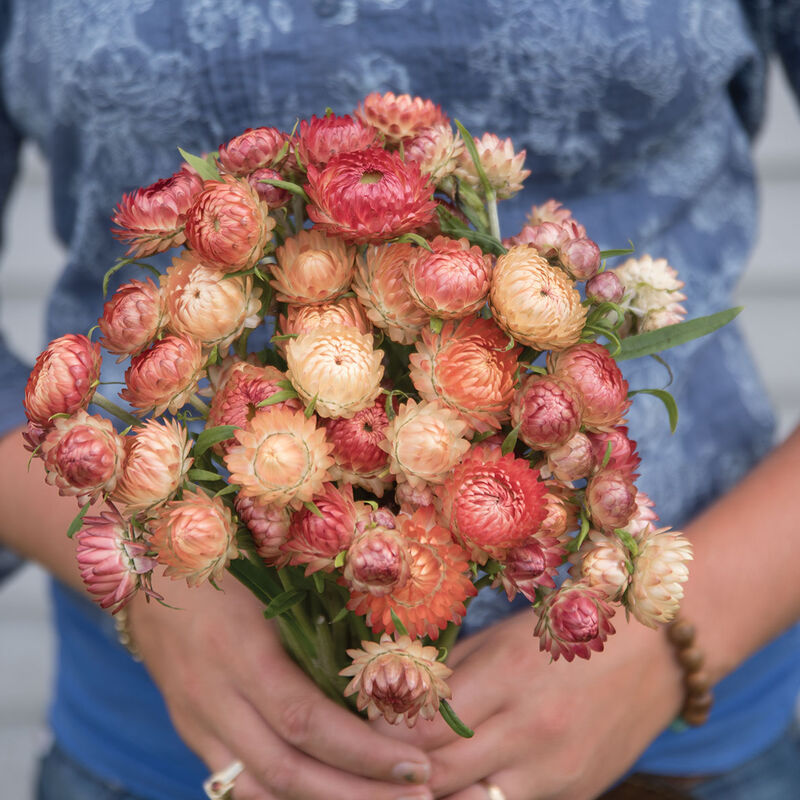 Strawflower - Apricot/Peach Mix